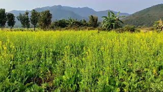 Kuki-Zo Village Volunteers Chandel District Vegetable Farm