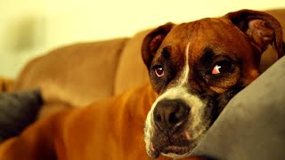 Laughing Dogs and Viral Cats - Heartwarming Pet Stories That Go Viral