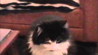 SUPER KITTEN OF TERROR ! - TWO CUTE KITTIES PLAYING