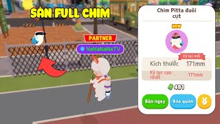 (Play Together) Na Hành Trình 48H Bắt Full Chim Hiếm Không Bị Lủng Vợt