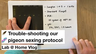 🐦Trouble-shooting our pigeon sexing protocol 🧬 (Lab @ Home)
