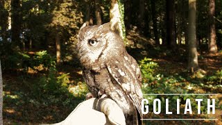 A Tribute To Goliath