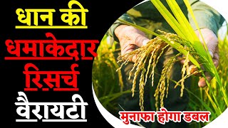 धान की रिसर्च वैरायटी के अद्भुत फायदे और नुकसान || धान की धमाकेदार रिसर्च वैरायटी के बारे में जानें