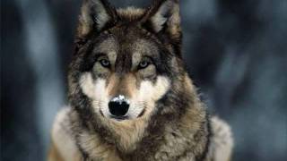 Skyhawk last of the wolves