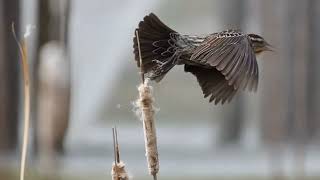 Good relaxing sounds with satisfying video of nature birds