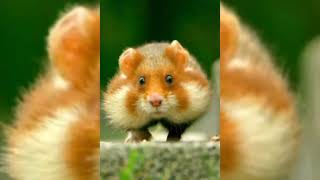 Funny Animal  可爱的动物