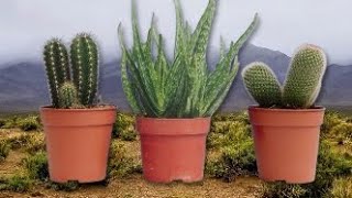 aleovera and cactus transformation #plants  #aleovera #cactus #gardeningtips @worldwidemultitasking