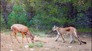 306 Days in the Mountains: New Mexico Trail Camera Videos