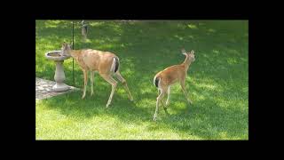 09-14-23 Deer & Fawn Visit
