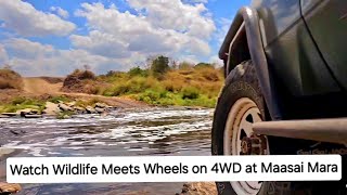 Feel the pulse of the wild on a 4WD journey deep into Maasai Mara’s rugged Landscapes (Ground level)