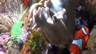Shedd Aquarium