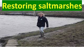 Wallasea: managed realignment and regulated tidal exchange