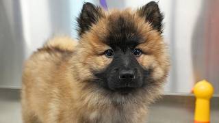 This Eurasier Puppy Is So Fluffy...I Almost Died From Cuteness Overload