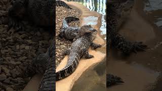 Thrilling water antics of adorable baby alligators