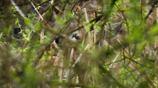 Roe Deer ~ Rubbing Antlers in Dense Undergrowth
