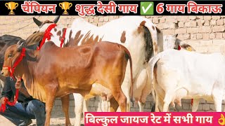 🏆 चैंपियन 🏆 100% शुद्ध देसी गाय 👌 6 गाय बिकाऊ।। Top Class 6 Sahiwal Gadri Rathi Gir Cow For Sale New