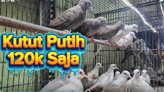 Colored and Bangkok Turtle Doves are Coming, Also Accept Deposits 089628101130
