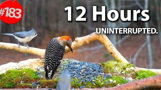 12 Hr. Uninterrupted Cat TV 😻 Best of Compilation of Birds & Squirrels 🐦No Ads @LensMyth