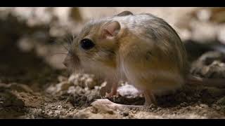 Tiny Creatures - Kangaroo Rat