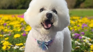 Bichon scissor guard comb clip haircut demat coat