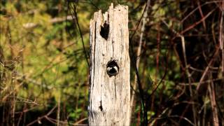 Chickadee Nest; the cleaning