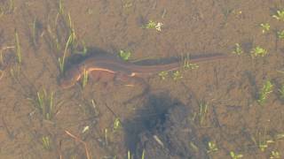 Rough Skinned Newts Mating near Englishman River