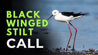 call of black-winged stilt  | Himantopus himantopus | शेकाटया | गजपाँव