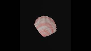 Shell - RAC x Andrés Reisinger - NFT - Digital Art