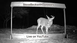 Deer Feeding at The Attic Lodge at Night