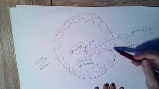 Reproductive system