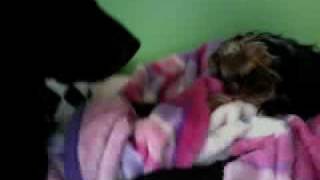 OfficialFlame3Show's webcam video January 04, 2010, 11:58 AM