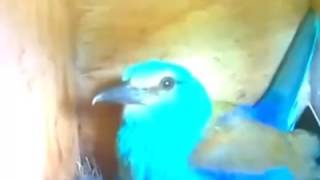 Birdcam.it. Sono nati i primi pullini delle nostre ghiandaie marine