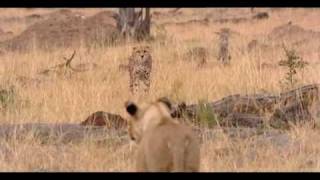 cheetah chases lion