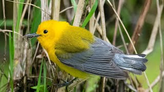 Prothonotary warblers at Sabine Woods on the upper Texas coast.