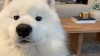 My Samoyed’s Morning Snackies