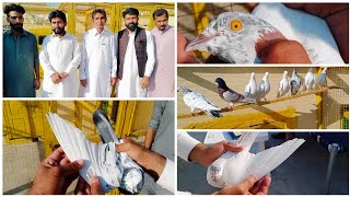 Visiting Pigeons Loft Rehan bhai || Jaranwala || Quality pigeons
