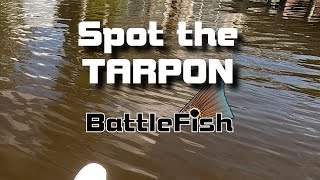 Spot the TARPON, St John's River Mullet Run