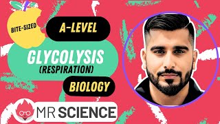 Glycolysis| Respiration | Bite-sized | A-level Biology | Mr Science AI Edition