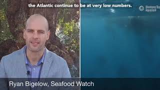 Bluefin Tuna Update from Seafood Watch