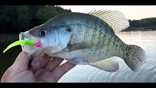 Multi Year Study Reveals Impact of 'Live Scope' on Crappie Populations