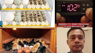 INKBIRD ITC-1000F PROGRAM TO EGG INCUBATOR  102°F TO 99°F 