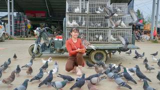 Harvesting A Lot of Pigeons at the Farm -- Use Truck Transport Many Pigeons To Sell