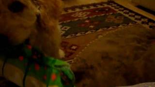 Lotus & her toys
