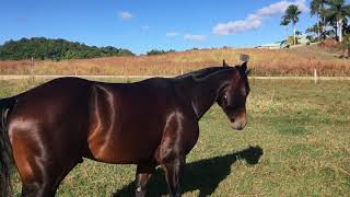 Telescopic Quarter Horse