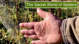 THE SECRET WORLD OF SPIDERS | SIT BACK SUNDAYS | SIMPLE FRUGAL LIVING