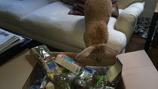 Spoiled Bunns!