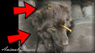 Strange things were sticking out of the dog's head. Save the animals.