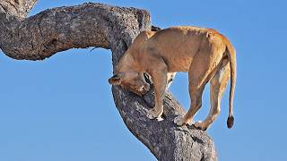 Lion Digs Inside Tree to Get to Leopard Cub that’s Hiding