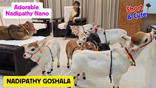 Dr. P. Krishnam Raju Created Breed | Nadipathy Goshala | #youtube #animals #cow #yt #cow #punganur