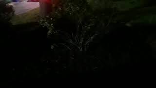 Northern mockingbird maybe